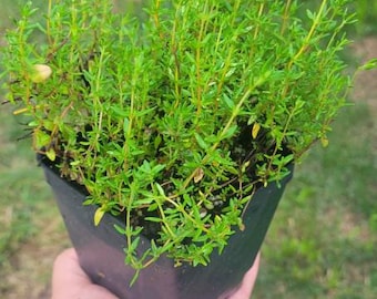Hierba de tomillo alemán, planta viva en maceta de 10 cm.