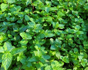 Peppermint herb live plant in a 4" pot