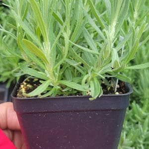 Lavender Munstead, Lavandula Angustifolia, live plant, aromatherapy, perennial, healthy plants