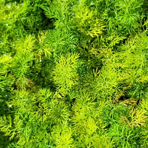 May include: A close-up of a lush green plant with delicate, feathery leaves. The plant is in focus, with the background blurred.