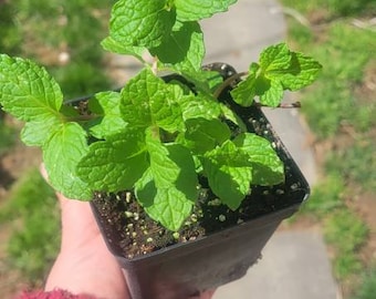 Mojito mint, herb, live plant in a 4&quot; pot, aromatic plant, holiday gift, kitchen herb. Garden gift