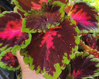 Coleus Kong Series Premium shade red. Rare, easy care live plants, gifts home decor