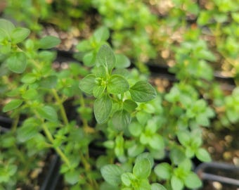 Lemon Thyme herb, live plant, healthy plants