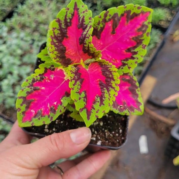 Coleus live plant, in a 4" pot. Rare plant, easy grow, office gift, gift idea, house plant