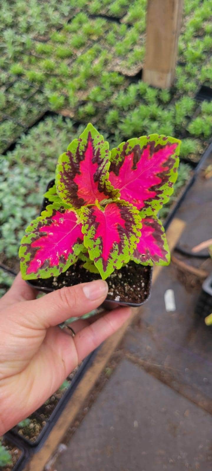 Coleus live plant, in a 4" pot. Rare plant, easy grow, office gift, gift idea, house plant