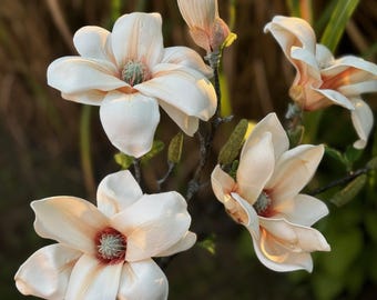 Faux Magnolia Flower, Fake Flowers, Artificial Flowers, Tall Flowers for Vase, Magnolia Plant, Silk Flowers, Real Touch Tree, Floral Faux