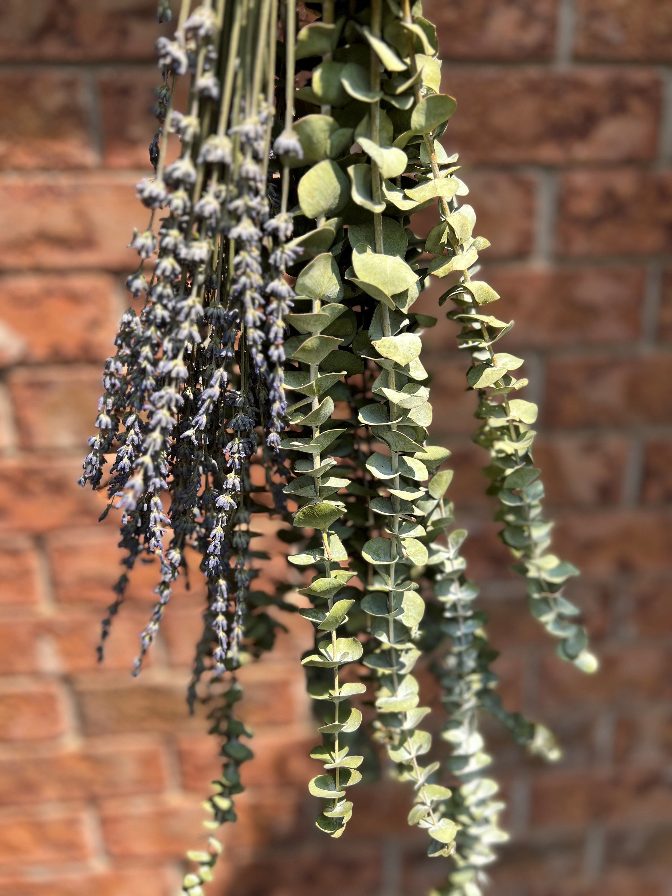 Preserved Eucalyptus Stems Dry Eucalyptus Leaves Shower Etsy