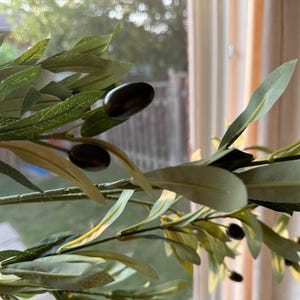 May include: A close-up of a green olive branch with dark green leaves and black olives. The branch is in front of a window with a view of a green lawn and trees.