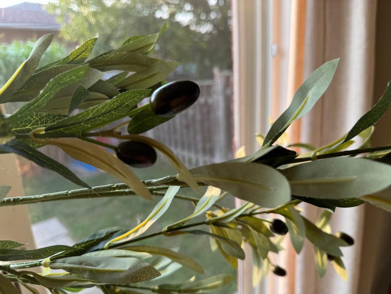 May include: A close-up of a green olive branch with dark green leaves and black olives. The branch is in front of a window with a view of a green lawn and trees.