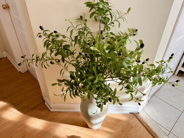 forsythia plant Golden Forsythia Bushes – Radiant Yellow Early Spring Blooms – Greenwood  Nursery