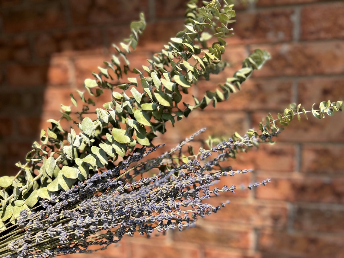 Preserved Eucalyptus Stems Dry Eucalyptus Leaves Shower Etsy