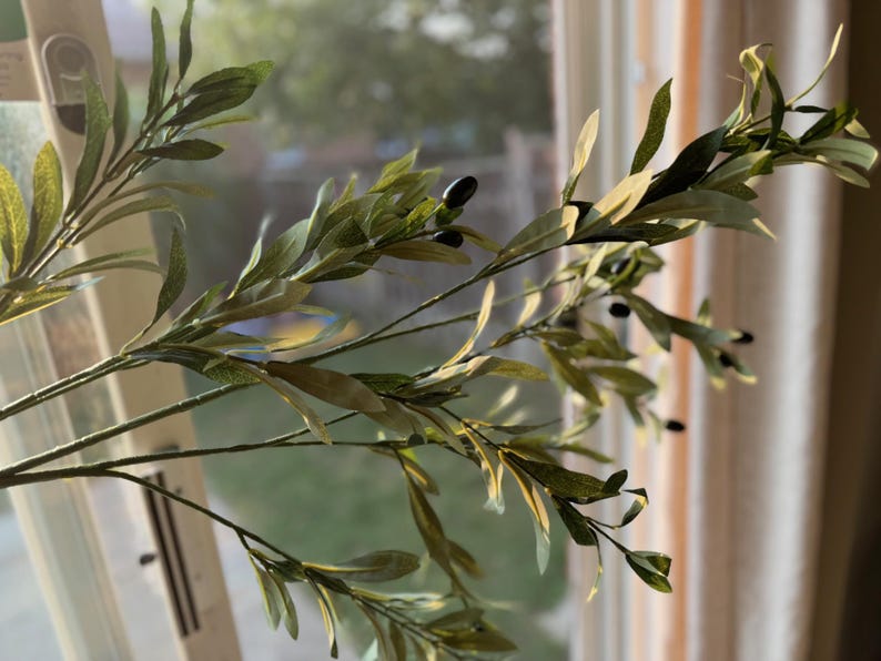 May include: A close-up of a green olive branch with small black olives. The branch is in front of a window with a blurred background.