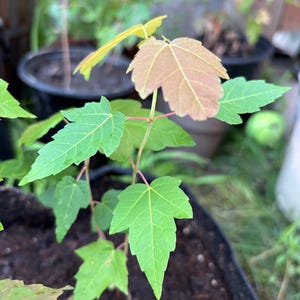 May include: A young maple sapling growing in a black plastic pot filled with dark soil. The plant features several thin, reddish stems and distinct lobed leaves, with the upper leaves displaying a light bronze tint while lower leaves are green.
