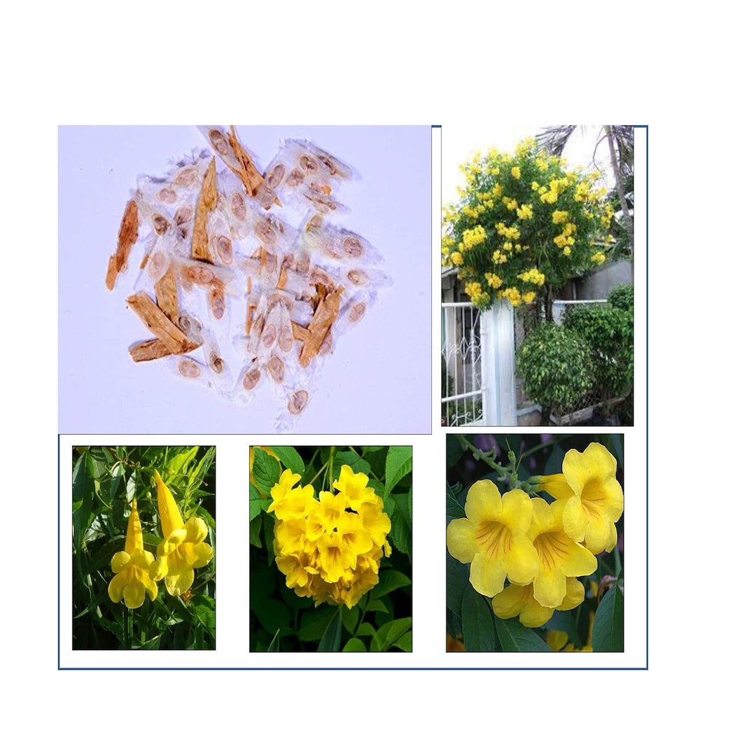 Yellow Bell Flower Seeds Stans Seeds Yellow Bells Etsy