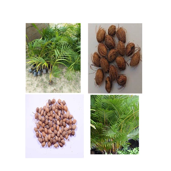 Areca Palm Seed Etsy