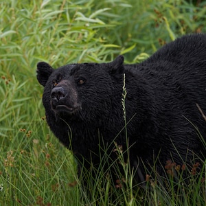 Big Black Bear Printable Photography, Wildlife DIGITAL Photography, Bear Large Wall Art, Nature Art, Nature Photography