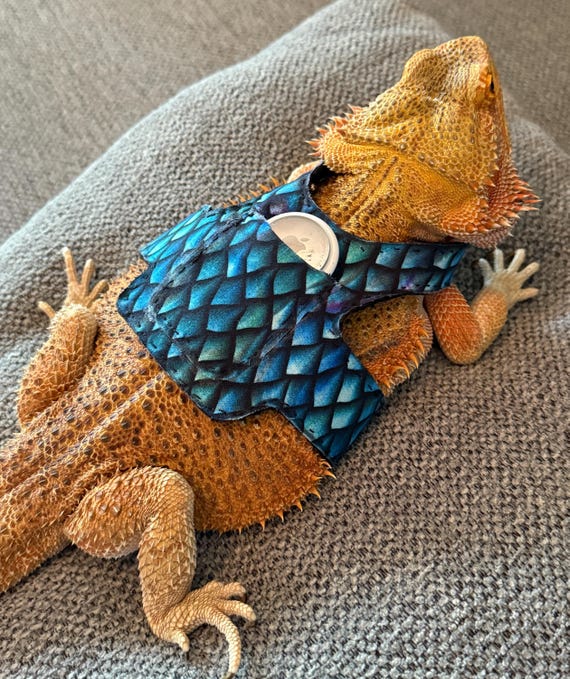 Dragon Tracker Jacket (airtag Not Included). - Etsy