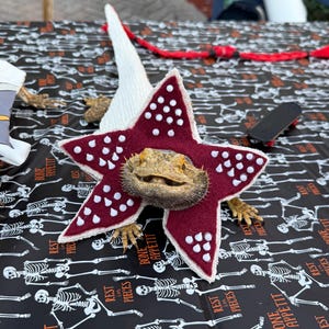 May include: A bearded dragon wearing a burgundy star-shaped costume with white polka dots. The costume has a white, pointed top. The reptile is on a black surface with a skeleton print and the words "Bone Appetit" and "Rest in Pieces".
