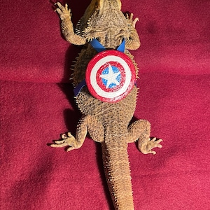Captain American Beardie