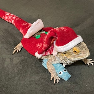 Sleepy Snuggles waiting for Beardie Claus