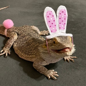 May include: A bearded dragon wearing a pink and white bunny ear headband with pink polka dots. The dragon is sitting on a gray surface.