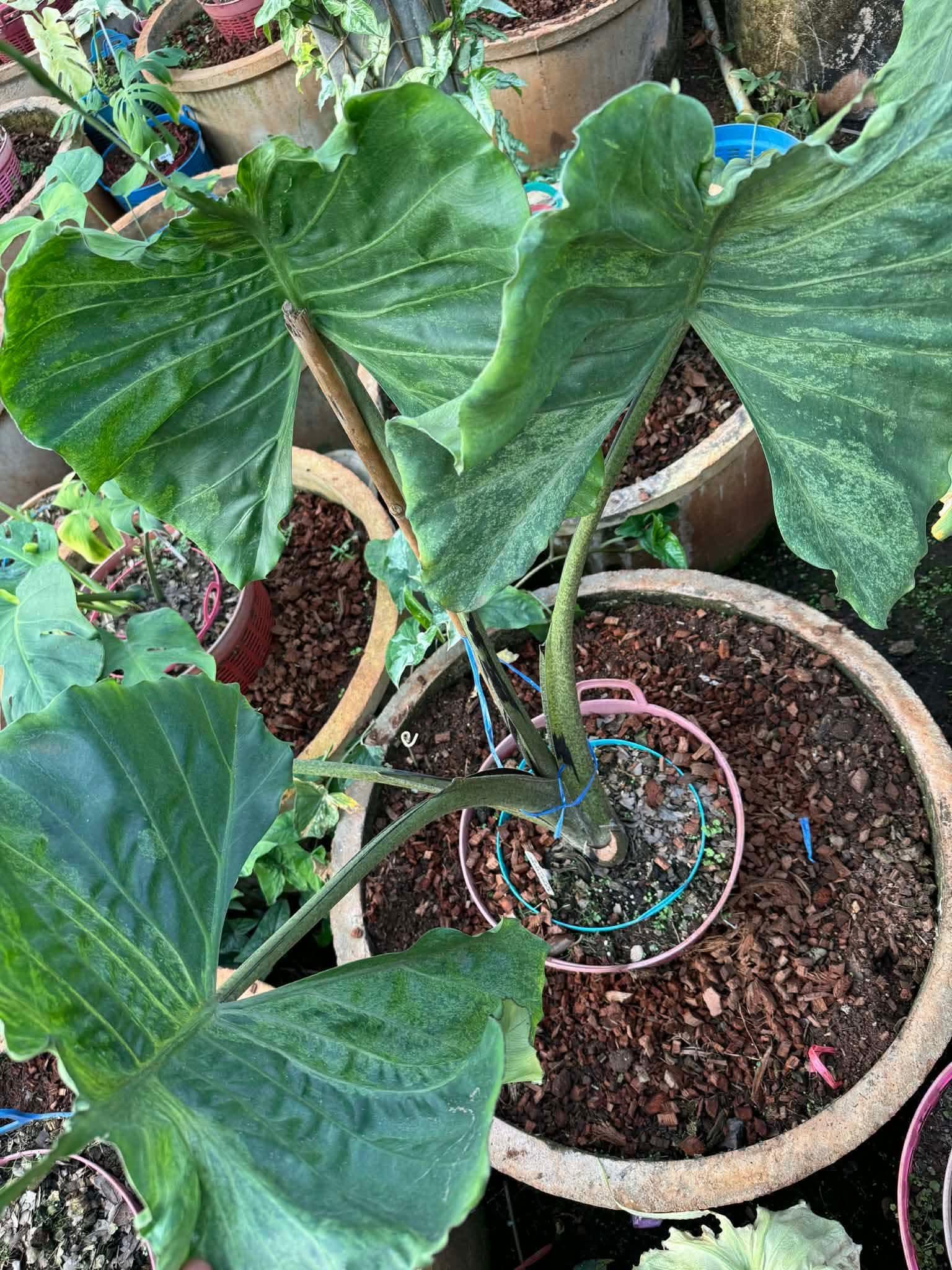 Alocasia stingray - Etsy 日本