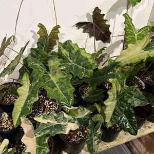 May include: A display of potted Alocasia plants, showcasing large, patterned leaves in green, cream, and white. The plants are arranged on a shelf, set against a white wall. The leaves have a distinctive, textured look.