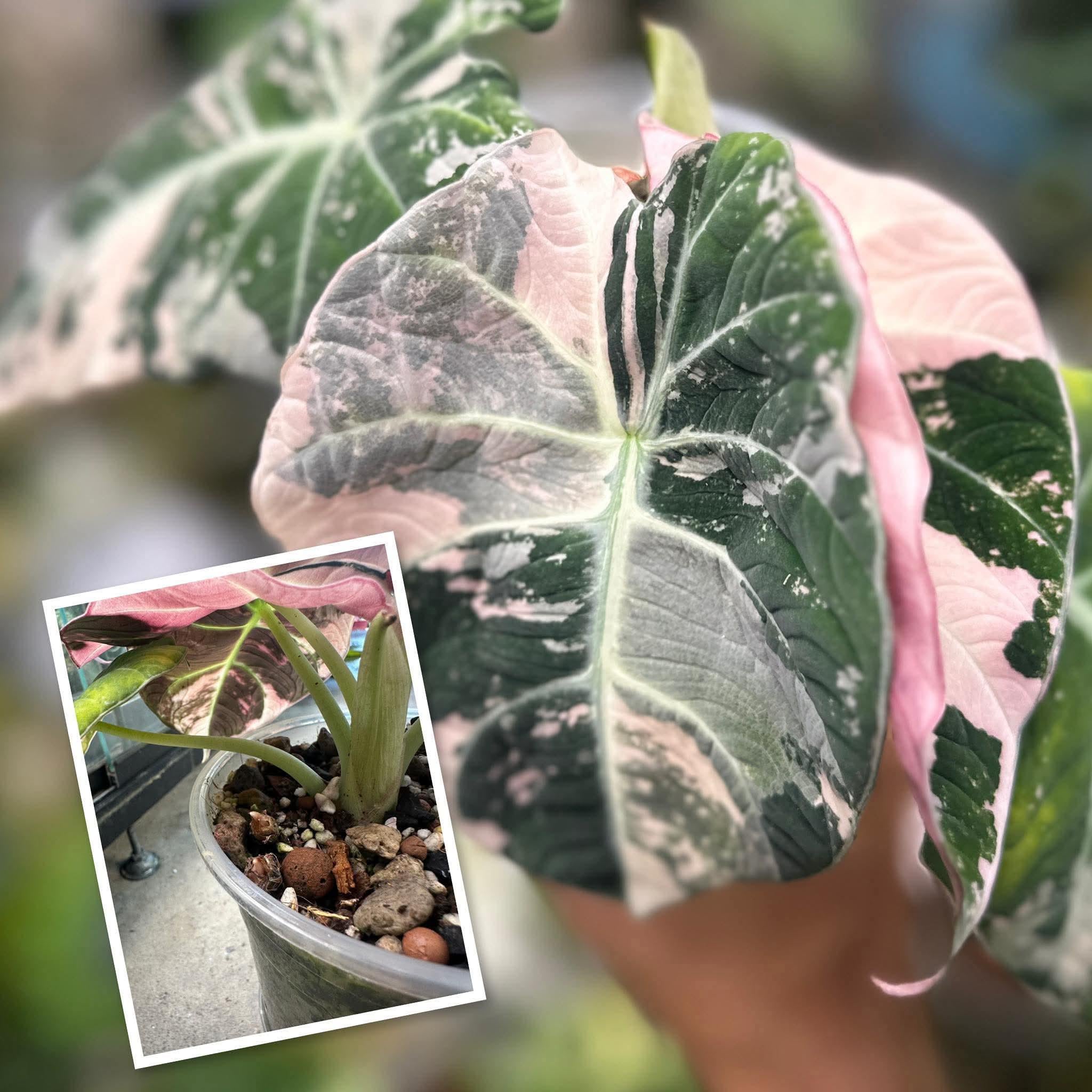 メキシコ　アレブリヘ　コヨーテ　ブラック×ピンク Alocasia black velvet pink variegated - Etsy 日本