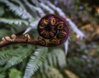 Koru