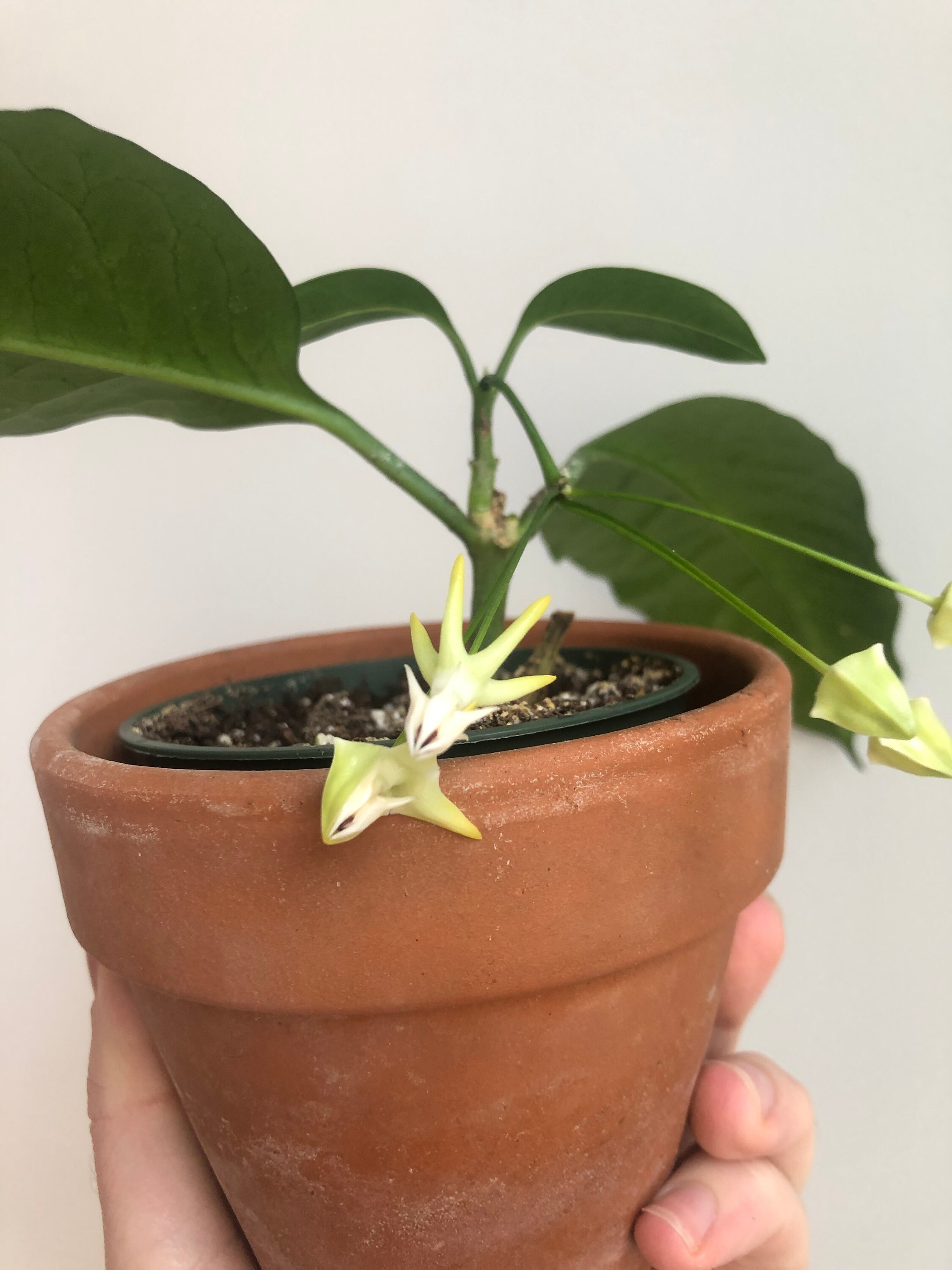 Hoya multiflora Etsy