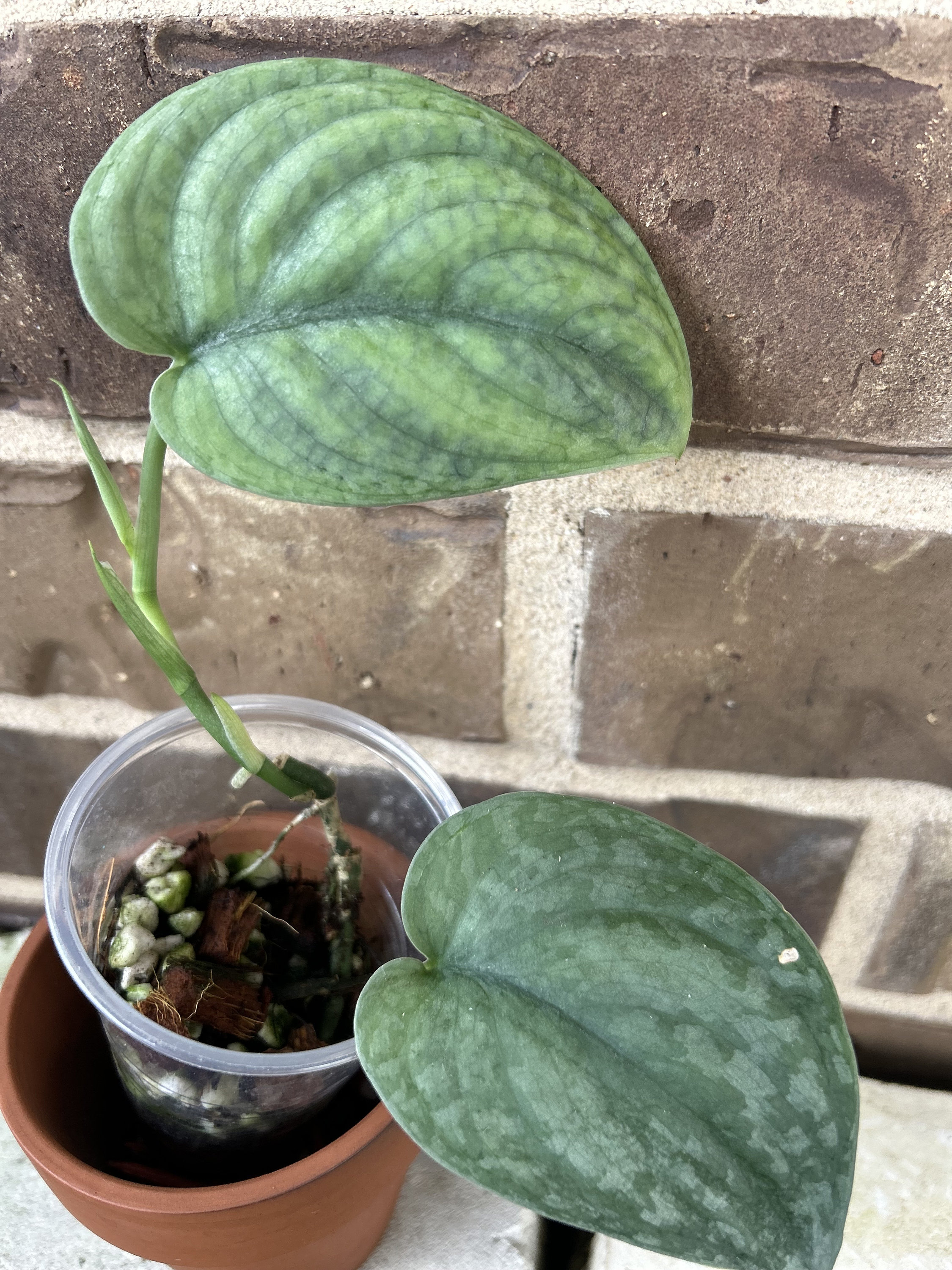 Scindapsus Blue Splash, Rooted, New Leaf Growth - Etsy