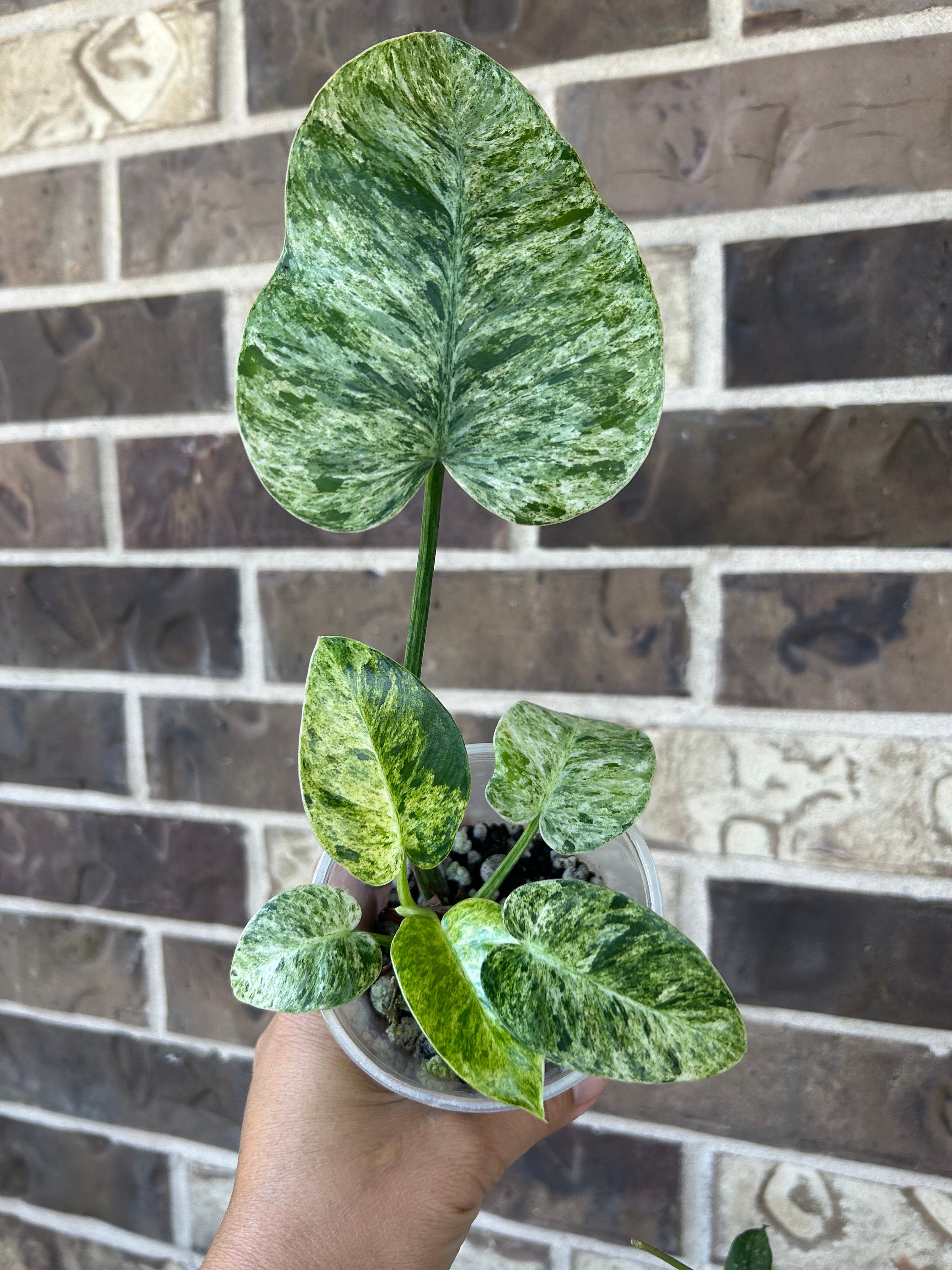 squamiferum philodendron Philodendron Squamiferum RARE Stems of Pots – Glass Grown Aquatics main image 0