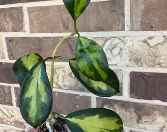 US Seller- Hoya Diversifolia Maharani Variegata VERY Rare - Pick