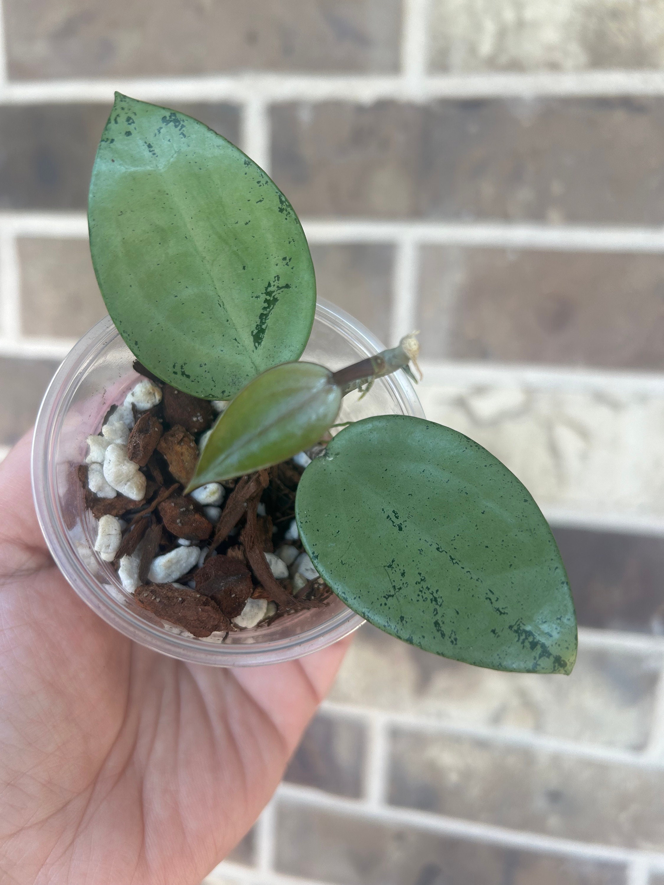 その他観葉植物 HOYA verticillata silver heart Rare) Hoya silver heart for sale - HappyForestStore