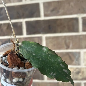 Hoya Undulata H, new growth bud