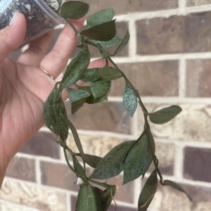 Hoya Lacunosa Leopard Skin