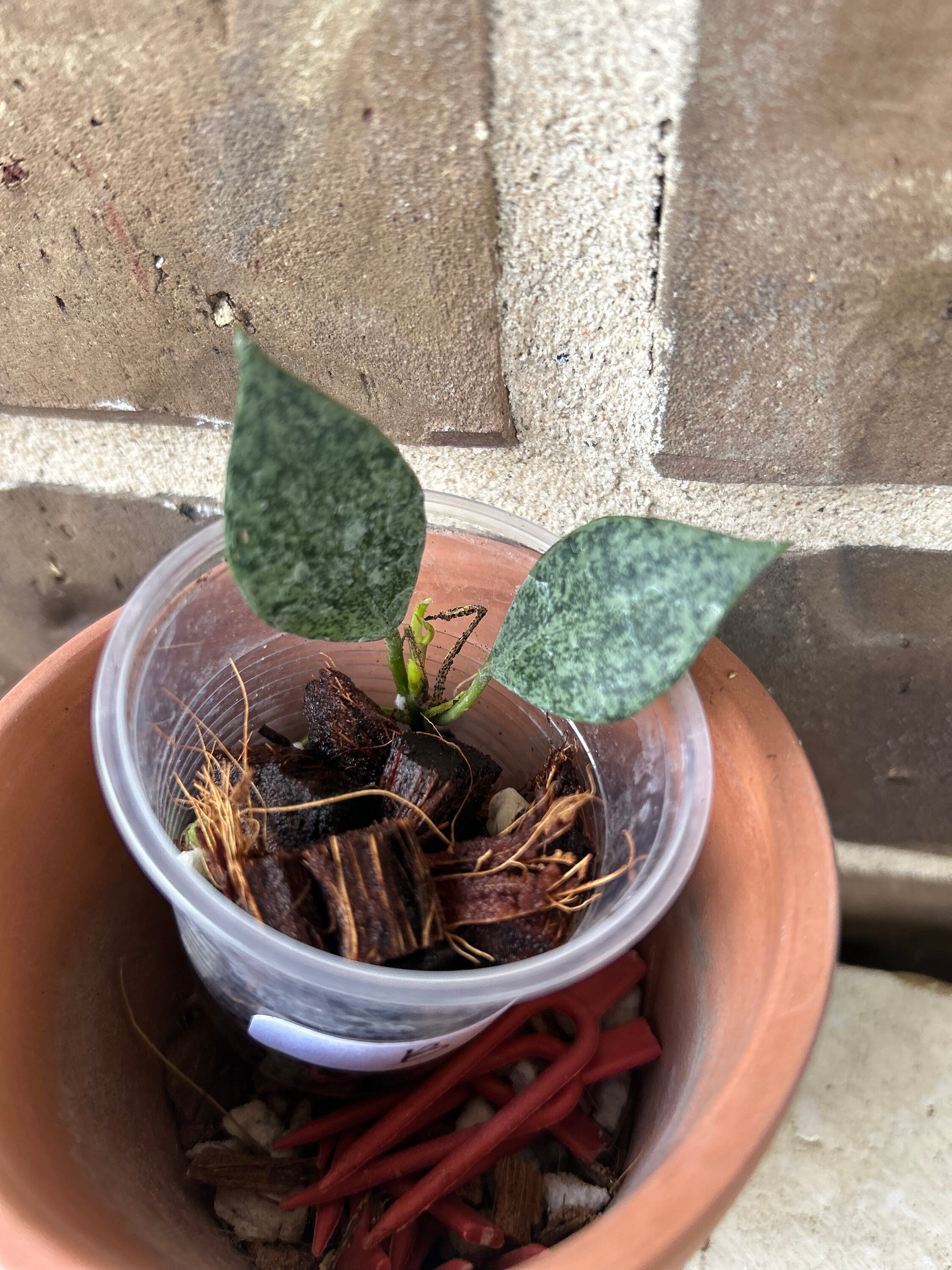 Hoya Lacunosa Zebra, Rooted With New Leaf Growth - Etsy