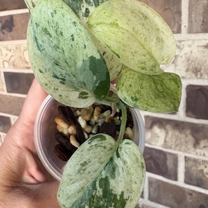 Scindapsus Salamount - Etsy