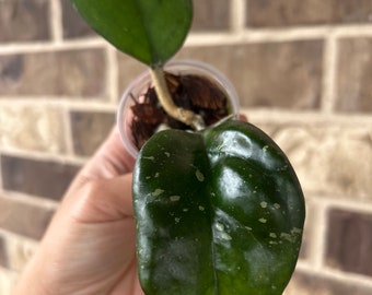 Hoya Priktai, new leaf growth