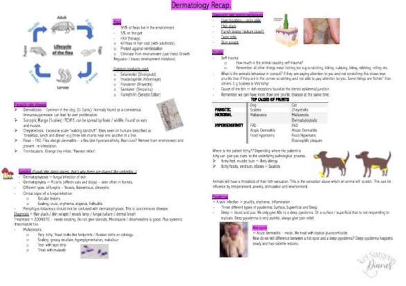 Veterinary Dermatology Study Recap Notes Etsy UK