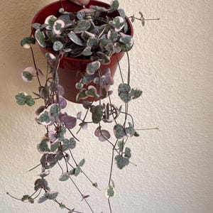 Puede incluir: Una planta cadena de corazones variegada con pequeñas hojas en forma de corazón en tonos verde, crema y rosa, que cuelgan de una maceta de plástico de color rojo oscuro. La planta presenta tallos finos y delgados que caen en cascada.