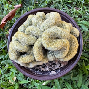 May include: A crested cactus with a brain-like, undulating form covered in dense, short yellow spines. The plant is potted in a dark brown circular container filled with soil, showcasing a complex, folded texture across its entire surface.