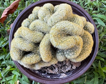 Brain  cactus 4 inch