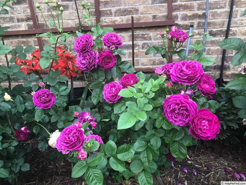 10 Popular Twilight Zone Rose Bush Flower Seeds US Seller Etsy Australia