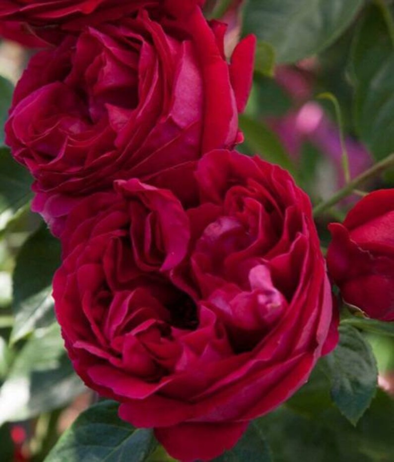 10 Red Eden Climbing Rose Bush Flower Seeds Scented Classic Etsy Israel