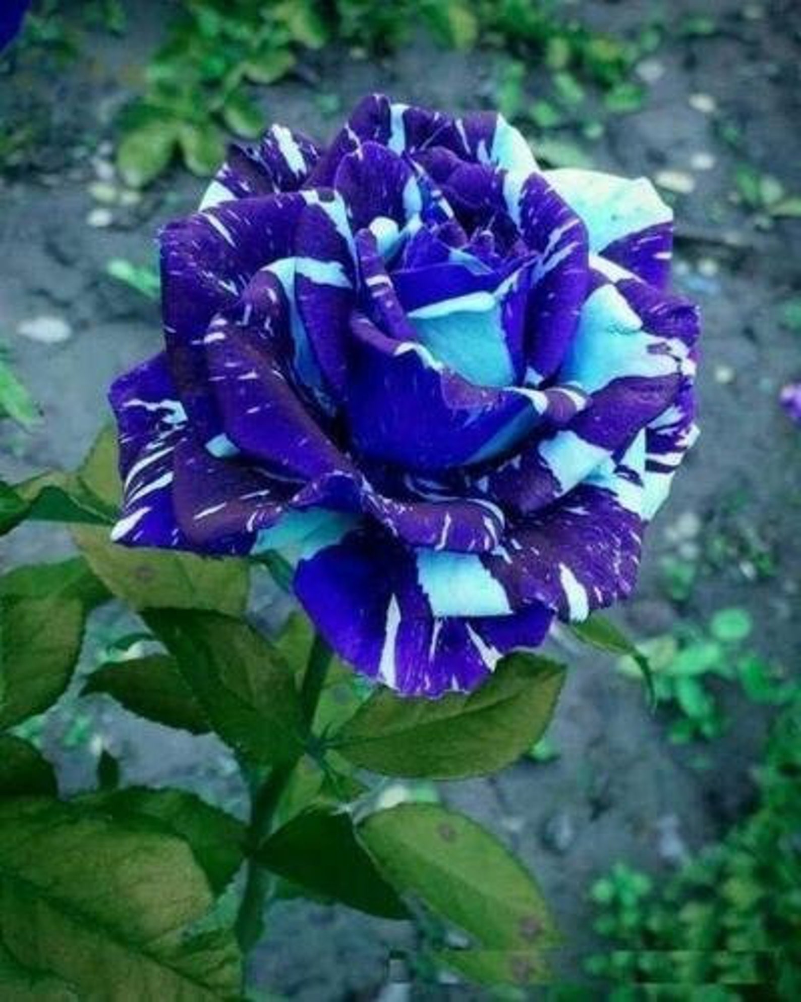 10 Hybrid Blue Dragon Rose Bush Flower Seeds US Seller Etsy Canada