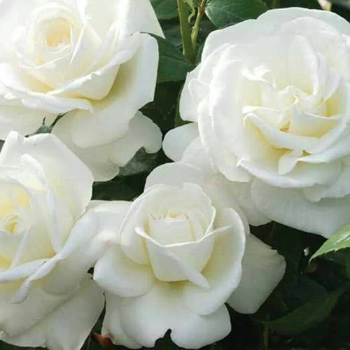 10 Popular Sugar Moon Rose Bush Flower Seeds Us Seller Etsy