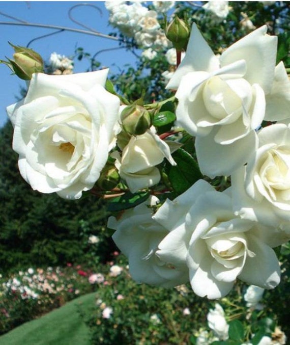 White Roses Repeat Seeds & Seed Bombs Outdoor & Gardening Repeat Bloomer Climbing White ...