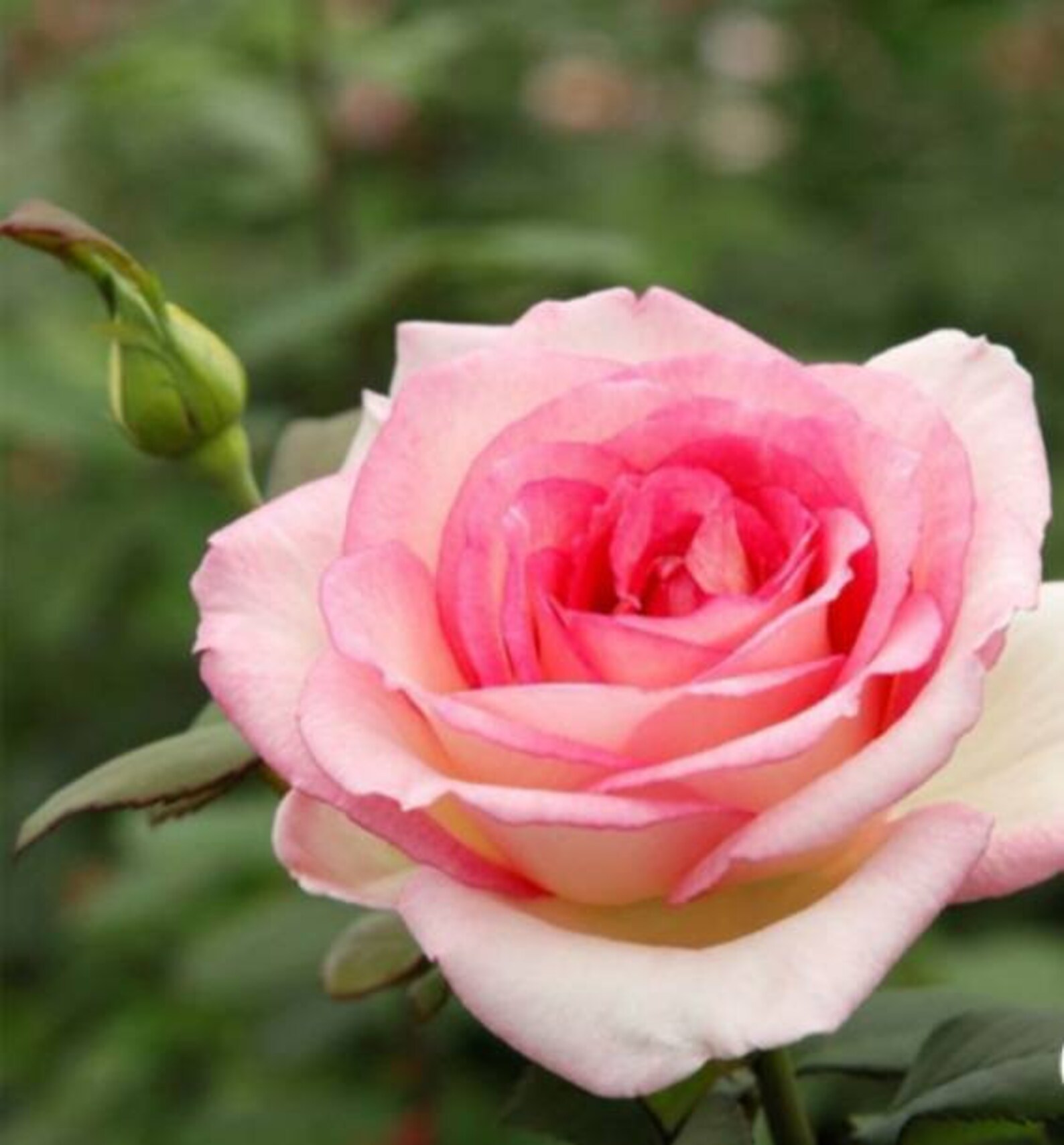 10PC Pink Enchantment Rose Bush Flower Seeds Pink & White Etsy