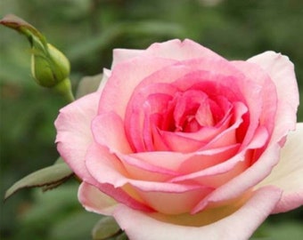Hybrid Tea Roses Etsy Polska